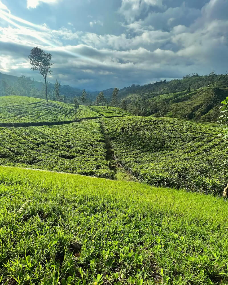 best tea plantation sri lanka uva halpewatte tea factory