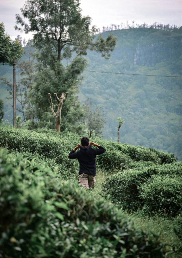 THE Best Tea Plantation in Sri Lanka for a Perfect Tea Tour Experience