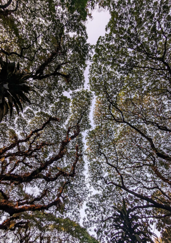 Jigsaw | Tea Time Poetry