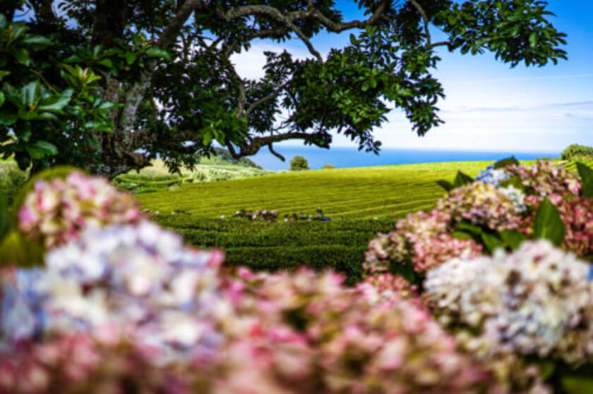 Stunning views of the Atlantic Ocean from Gorreana Tea Plantation, one of 6 most beautiful tea estates in the world.