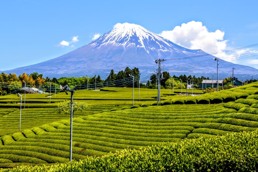 Majestic views of Mt. Fuji towering over Obuchi Sasaba tea fields, one of 6 most beautiful tea estates in the world.