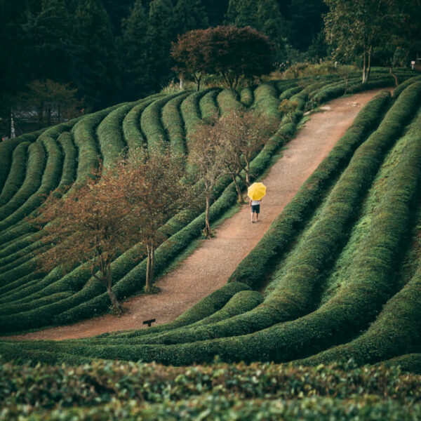 6 Most Beautiful Tea Estates From Around The World For Every Tea Lover’s Dream Holiday