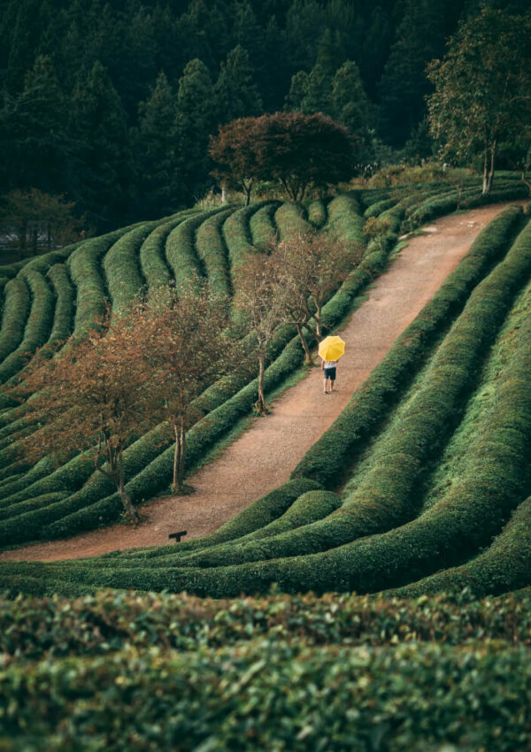 6 Most Beautiful Tea Estates From Around The World For Every Tea Lover’s Dream Holiday