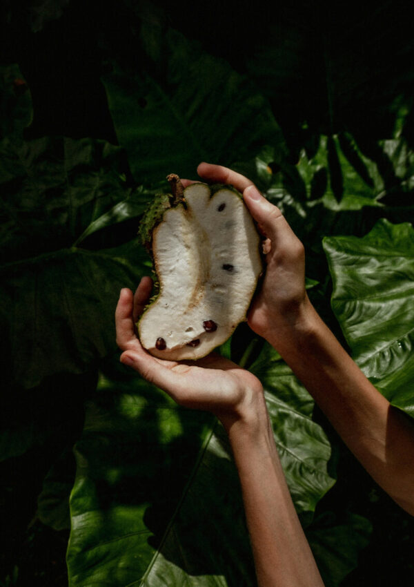How To Make Tea From Soursop Leaves