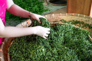 What Are The 6 Types Of Tea? | The Fascinating Story Of How Tea Is Made