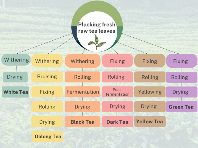 Flow chart summarizing the Orthodox Method of tea processing for the six types of tea
